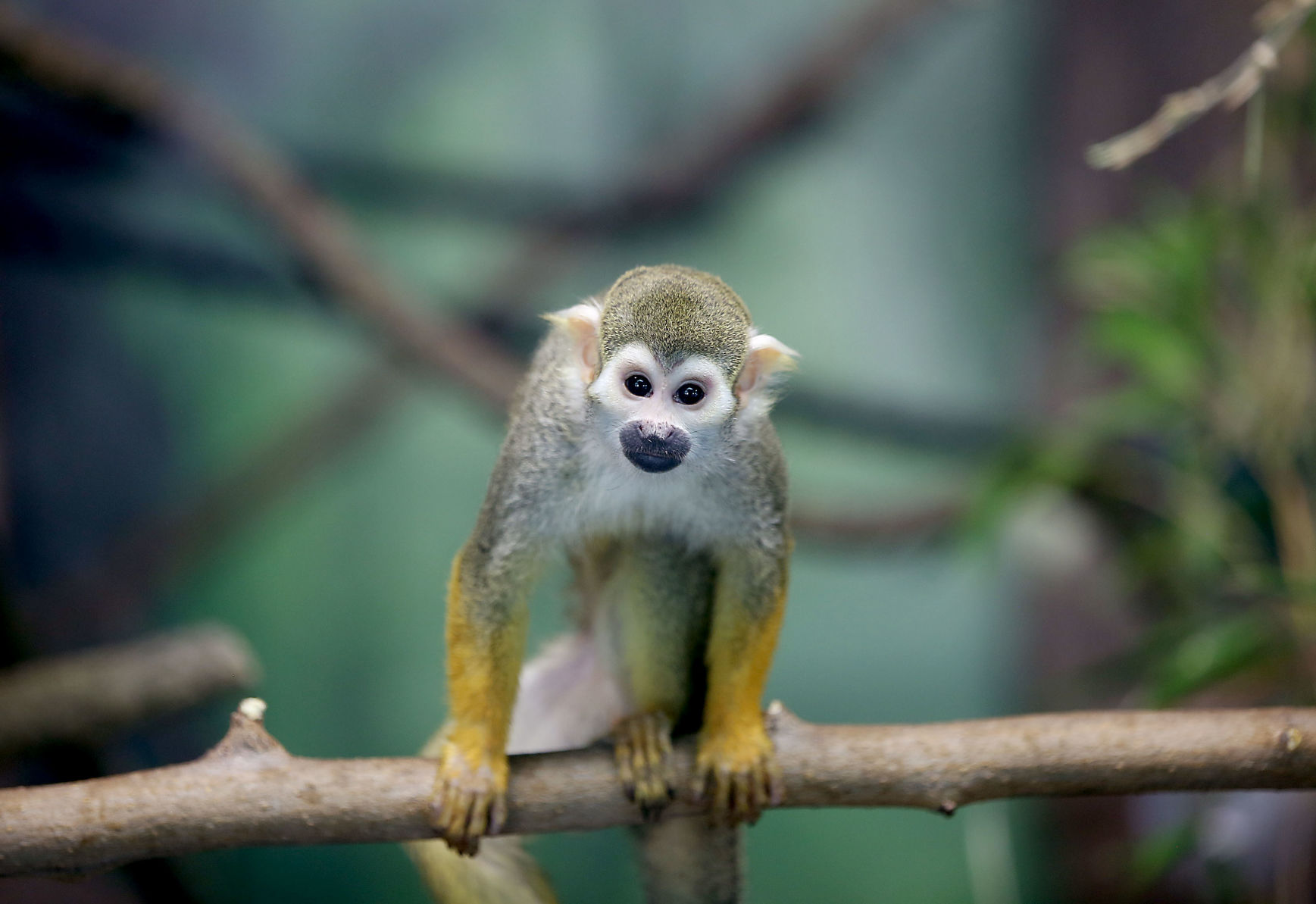 Temple of the Tiny Monkeys